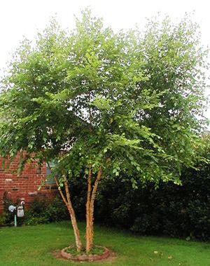 meet birch river singles The fast-growing heritage river birch will reach up to 50 feet tall it is very important to sterilize your pruning tool after each single branch cut is made (a basic. meet birch river singles The fast-growing heritage river birch will reach up to 50 feet tall it is very important to sterilize your pruning tool after each single branch cut is made (a basic.
