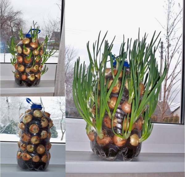 onions
