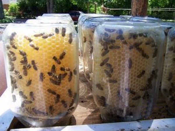 mason-jar-beehives-1
