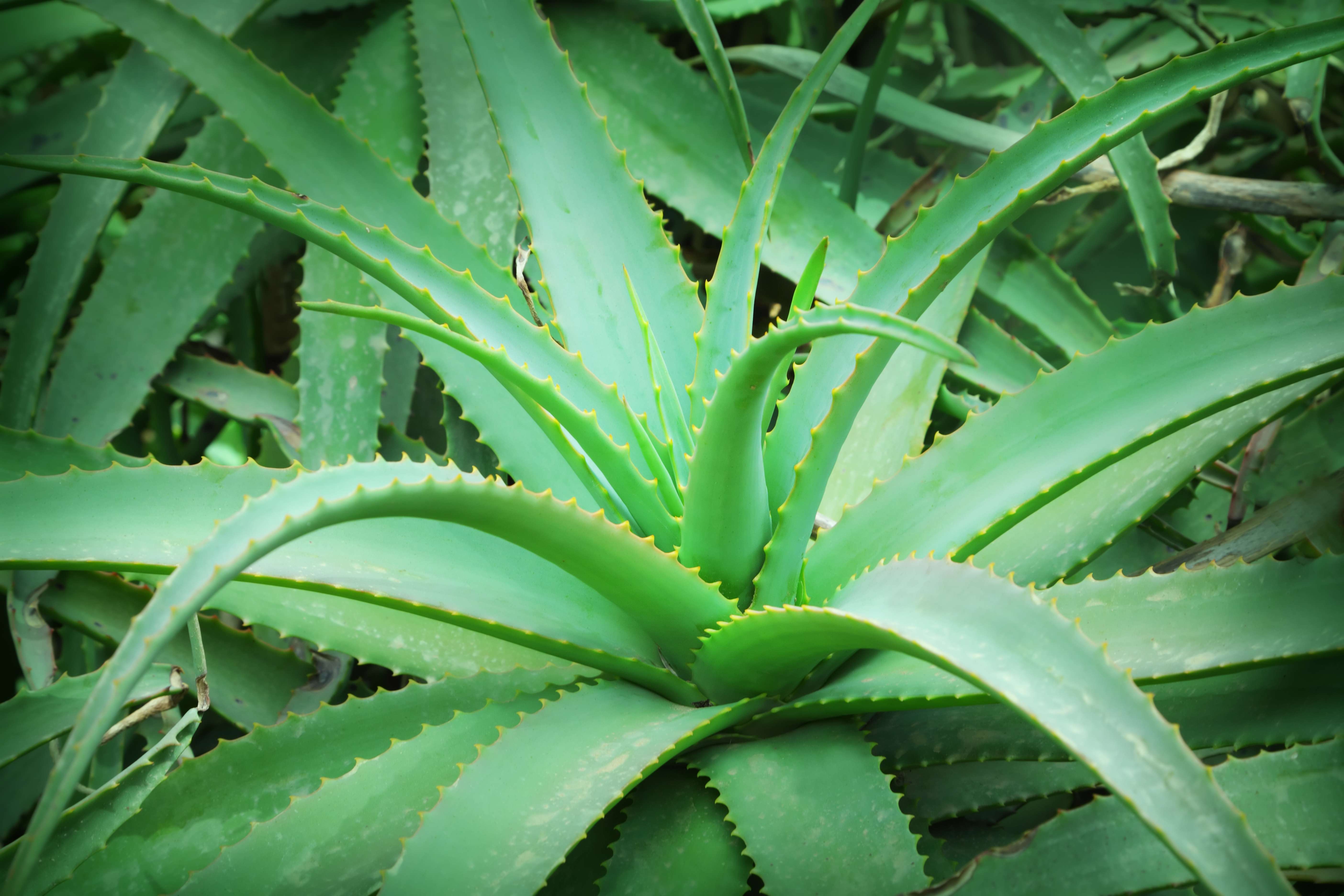 AloeVeraasanAntiinflammatory