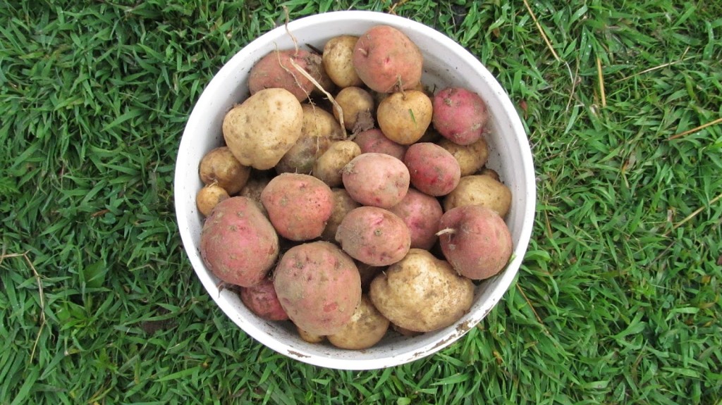 taters