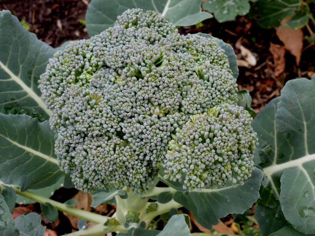 Garden+Broccoli