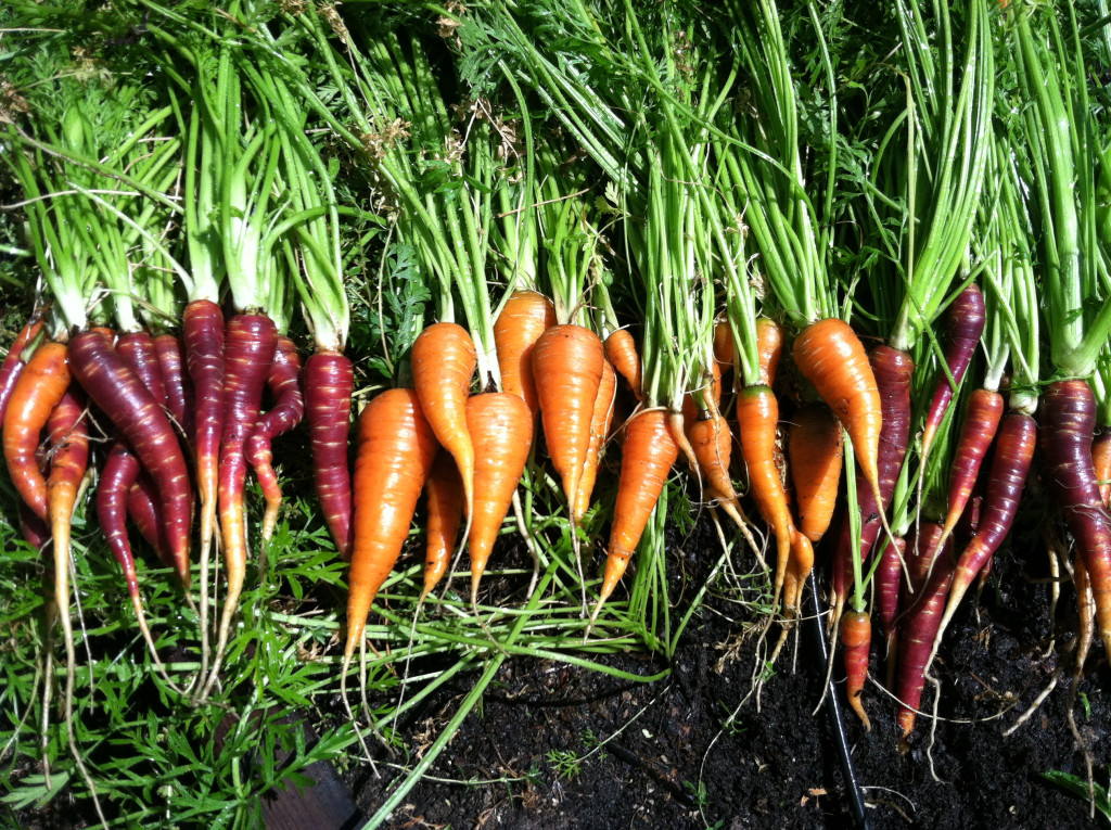 carrot-line