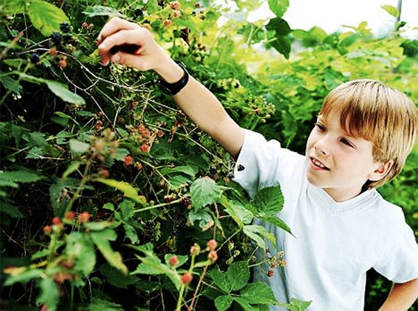 PICKING-BERRIES