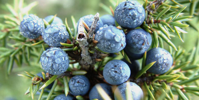 juniper-berry