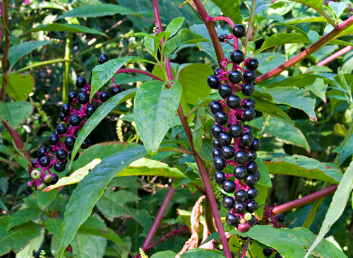 pokeweed-bsp