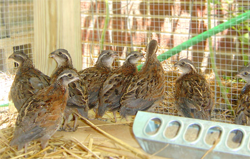 quail-kennel-house