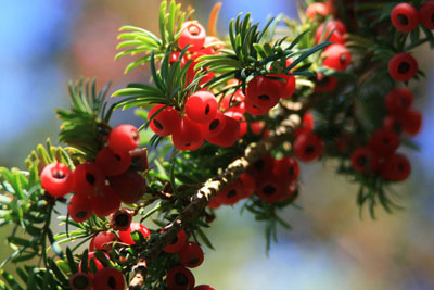 berries yew poisonous common america north survivalkit berry