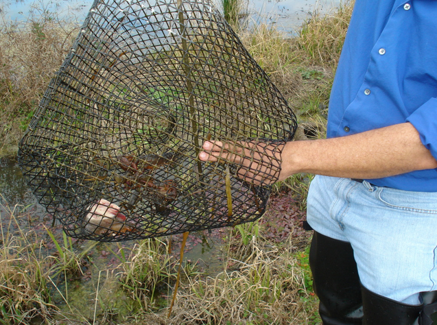 Making a Crayfish Trap That Works –