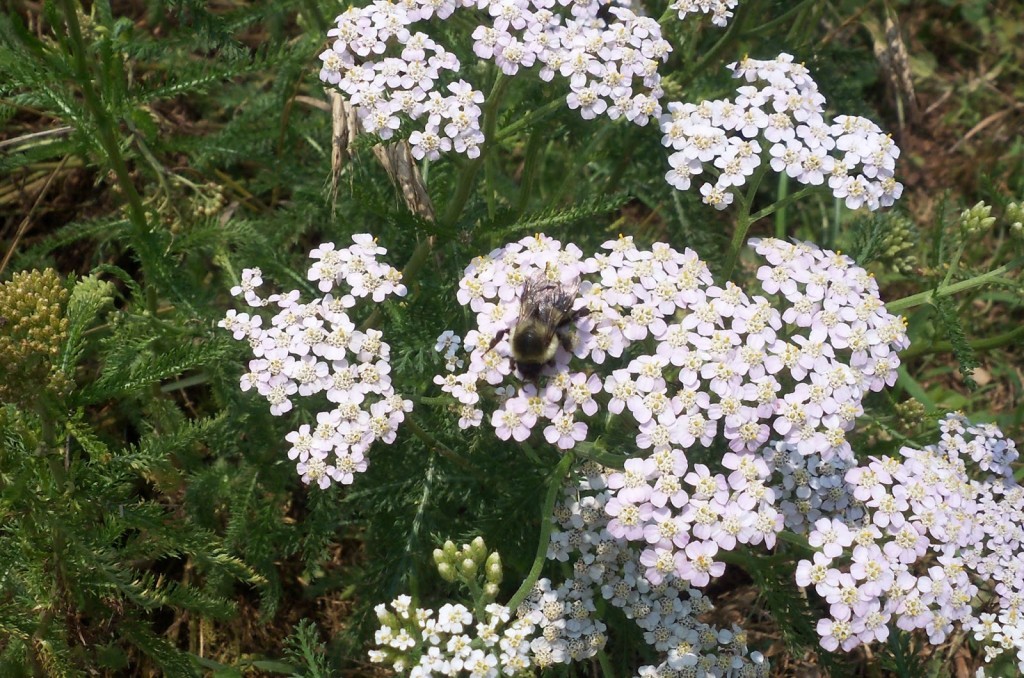 yarrow with bee