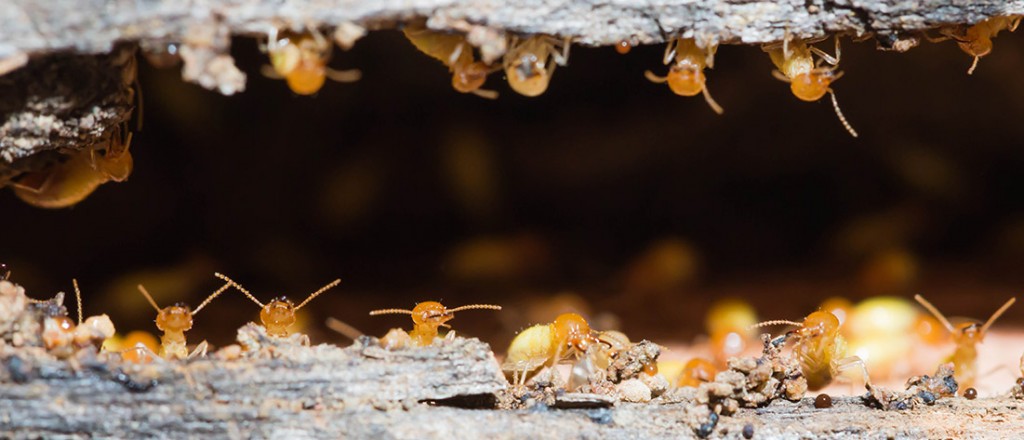 atkins-termite-inspections-sv