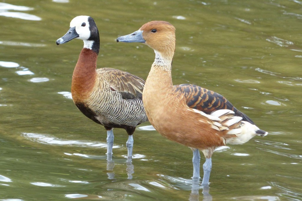 whistling-ducks-59397b985f9b58d58a5fc59f
