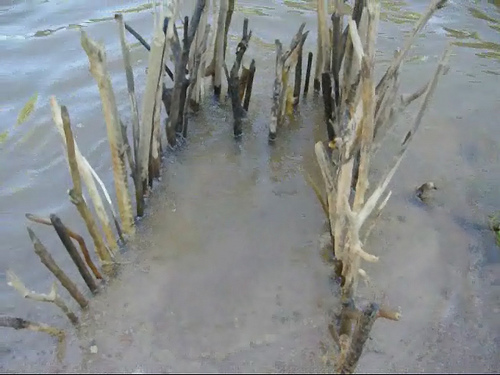 Native American Fish Trap, Wilderness Survival –