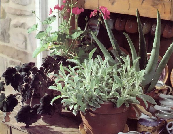 1993-as-decjan-growingplantsindoors-01-begonia-geraniums-aloe-jpg