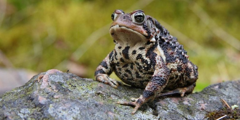 Bufo_americanus-768x384