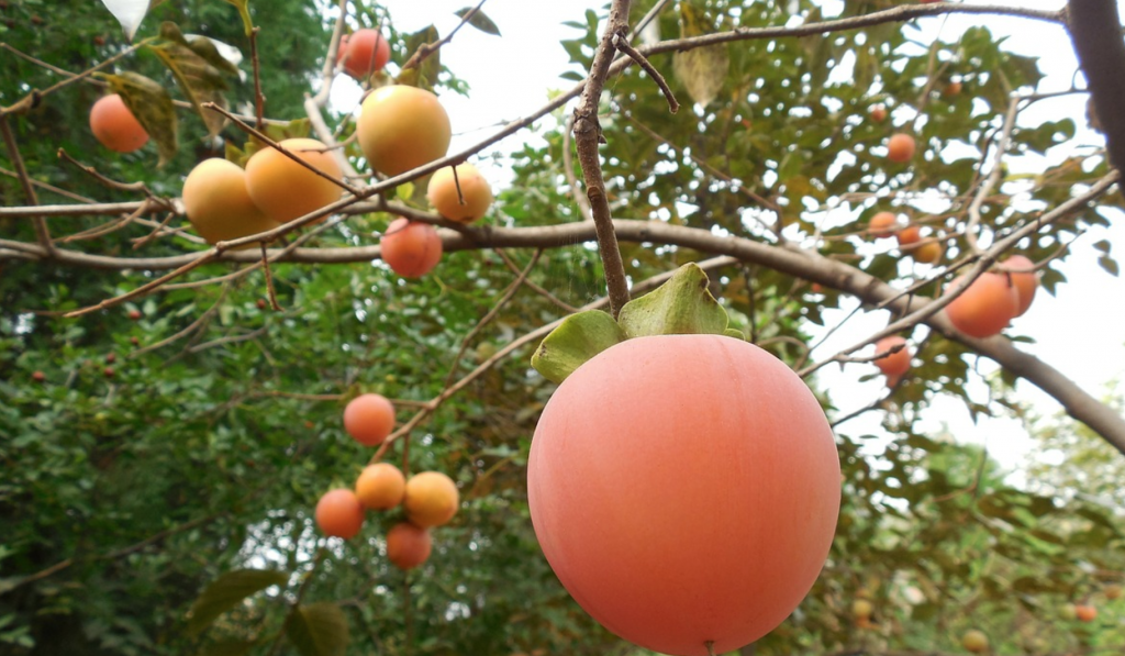 Persimmon