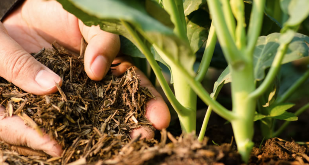 fertile soil