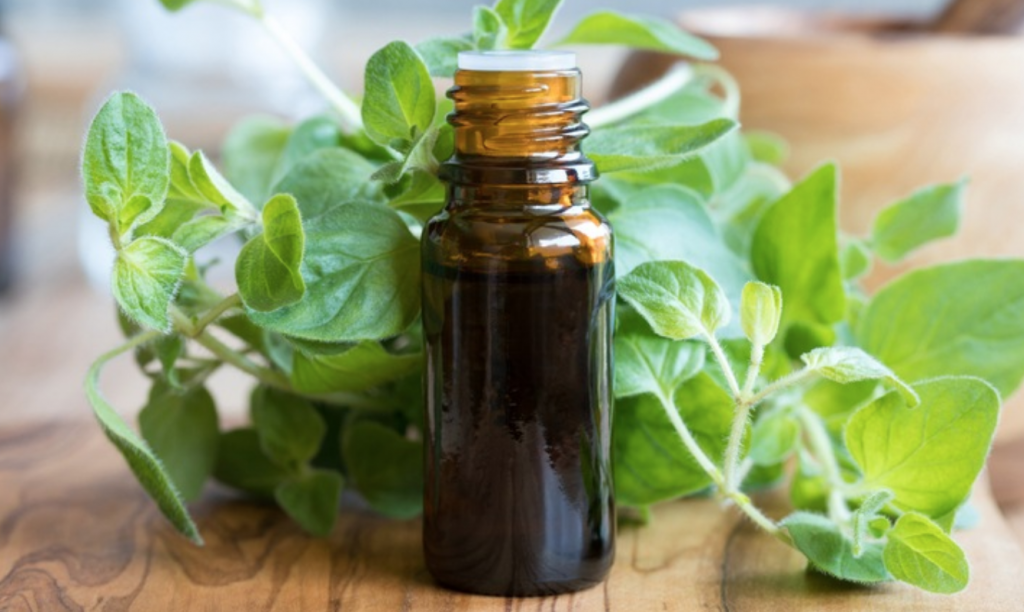 oregano oil