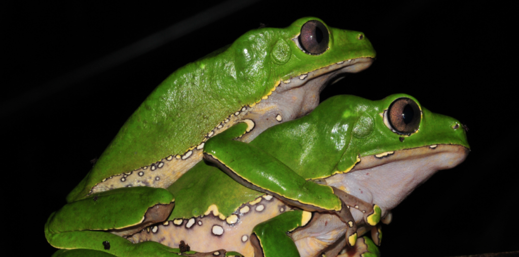 giant leaf frog