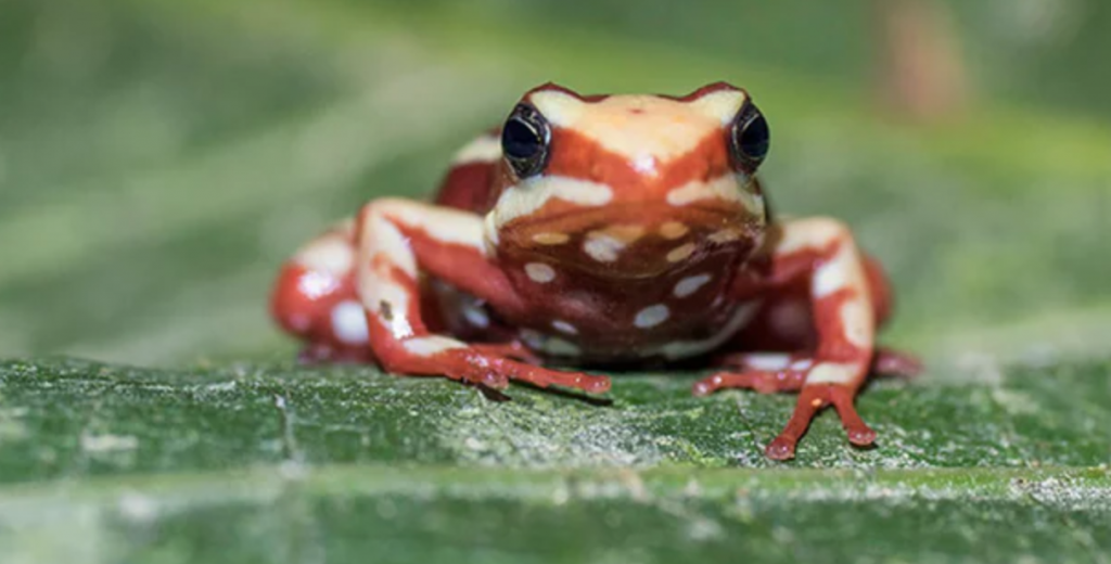 Phantasmal Poison Frog