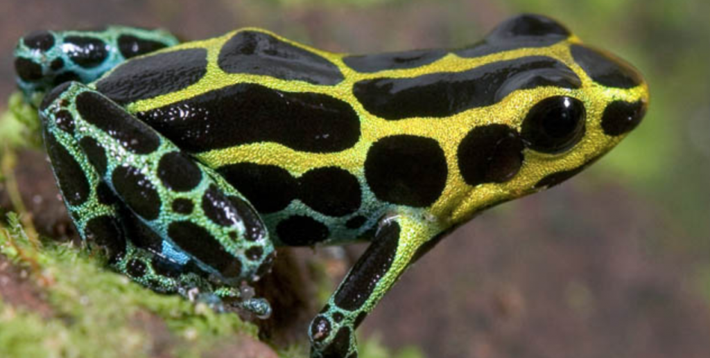 Kokoe Poison Dart Frog