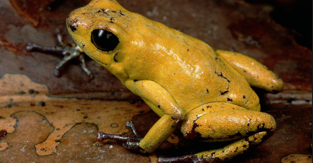 Black-Legged Dart Frog