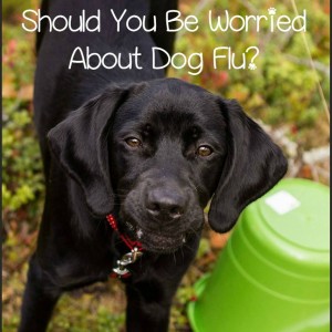 dog-flu-fb