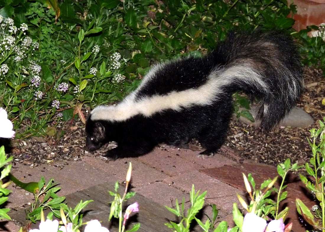 How to Keep Skunks Out of Your Garden – SurvivalKit.com